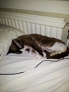 Bawkus sover..jpg