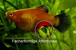 Klicka på bilden för större version

Namn: Platyweibchen.JPG
Visningar: 1216
Storlek: 32,0 KB
ID: 2139183