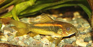 Klicka på bilden för större version

Namn: Corydoras-tvättstugan 220.jpg
Visningar: 204
Storlek: 88,5 KB
ID: 2139358