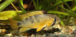 Klicka på bilden för större version

Namn: Apistogramma sp Algodon, hona.jpg
Visningar: 226
Storlek: 84,8 KB
ID: 2139999