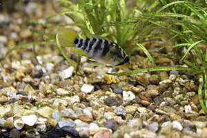 Klicka på bilden för större version

Namn: 024.JPG
Visningar: 268
Storlek: 258,9 KB
ID: 2140519