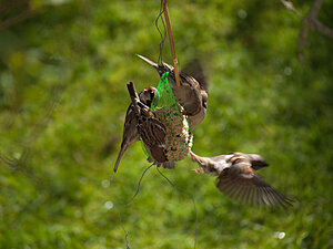 Klicka på bilden för större version

Namn: P5135344.jpg
Visningar: 153
Storlek: 120,3 KB
ID: 2140850