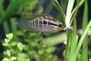 Klicka på bilden för större version

Namn: 011.JPG
Visningar: 263
Storlek: 174,9 KB
ID: 2141163