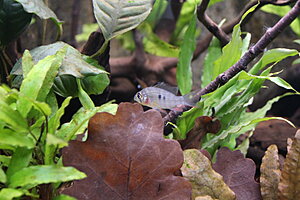 Klicka på bilden för större version

Namn: 035.JPG
Visningar: 252
Storlek: 235,6 KB
ID: 2141244