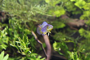 Klicka på bilden för större version

Namn: 046.JPG
Visningar: 276
Storlek: 194,7 KB
ID: 2141748