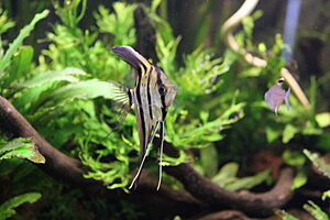 Klicka på bilden för större version

Namn: 016.JPG
Visningar: 235
Storlek: 211,1 KB
ID: 2142887