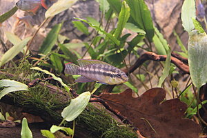 Klicka på bilden för större version

Namn: 020.JPG
Visningar: 253
Storlek: 239,0 KB
ID: 2143815