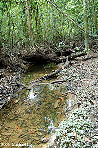 asien biotop 4.jpg