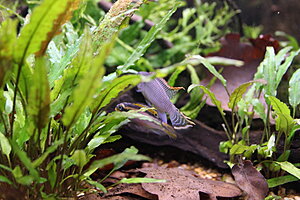Klicka på bilden för större version

Namn: 045.JPG
Visningar: 273
Storlek: 253,8 KB
ID: 2144433