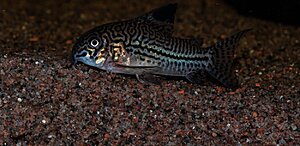 Klicka på bilden för större version

Namn: Akvarierum-13.jpg
Visningar: 309
Storlek: 117,2 KB
ID: 2144543