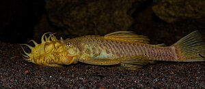 Klicka på bilden för större version

Namn: Akvarierum-7.jpg
Visningar: 354
Storlek: 72,1 KB
ID: 2144545