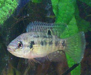 Klicka på bilden för större version

Namn: P.nigrofasciatus6.jpg
Visningar: 280
Storlek: 35,6 KB
ID: 2144675