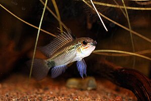 Klicka på bilden för större version

Namn: Apistogramma.jpg
Visningar: 276
Storlek: 75,3 KB
ID: 2146822