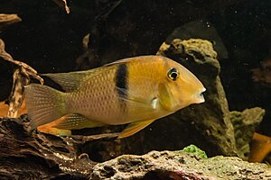 Klicka på bilden för större version

Namn: Akvarium-2.jpg
Visningar: 357
Storlek: 106,0 KB
ID: 2147080