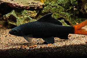 Klicka på bilden för större version

Namn: Akvarium-6.jpg
Visningar: 315
Storlek: 154,5 KB
ID: 2147086