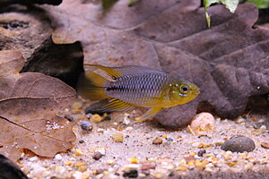 Klicka på bilden för större version

Namn: 016.JPG
Visningar: 233
Storlek: 231,2 KB
ID: 2147194