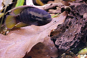 Klicka på bilden för större version

Namn: mini2.jpg
Visningar: 254
Storlek: 130,2 KB
ID: 2147416