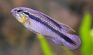 Klicka på bilden för större version

Namn: apistogramma gep.jpg
Visningar: 238
Storlek: 57,9 KB
ID: 2147485