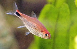 Klicka på bilden för större version

Namn: tetra.jpg
Visningar: 229
Storlek: 51,2 KB
ID: 2147860