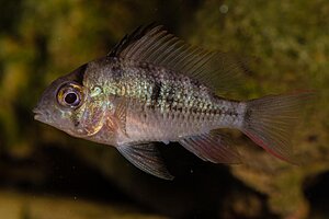 Klicka på bilden för större version

Namn: Akvarium-6.jpg
Visningar: 268
Storlek: 84,2 KB
ID: 2148024