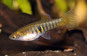 Klicka på bilden för större version

Namn: Neoheterandia Elegans - hona.jpg
Visningar: 222
Storlek: 111,1 KB
ID: 2148104
