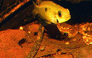 Klicka på bilden för större version

Namn: IMG_8333_2.JPG
Visningar: 218
Storlek: 224,0 KB
ID: 2148393
