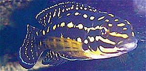 Klicka på bilden för större version

Namn: marlieri 1.JPG
Visningar: 323
Storlek: 98,5 KB
ID: 2149221