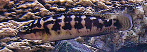 Klicka på bilden för större version

Namn: 5. DSCN1247.JPG
Visningar: 295
Storlek: 92,4 KB
ID: 2149225