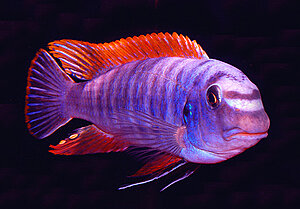 labeotropheus_trewavasae.jpg