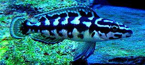 Klicka på bilden för större version

Namn: 1. DSCN1489_2.JPG
Visningar: 275
Storlek: 320,5 KB
ID: 2155166