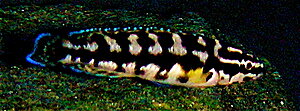 Klicka på bilden för större version

Namn: 2. DSCN1498_2.JPG
Visningar: 287
Storlek: 126,5 KB
ID: 2155169