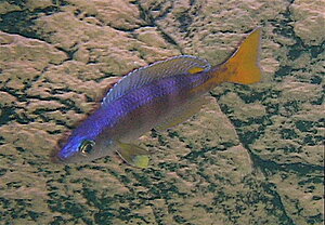 Klicka på bilden för större version

Namn: 9. DSCN1186_2.JPG
Visningar: 309
Storlek: 157,1 KB
ID: 2155217