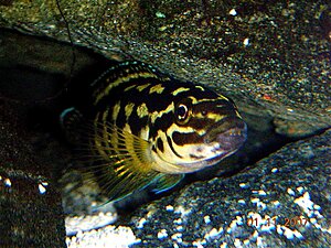 Klicka på bilden för större version

Namn: 3. DSCN1756.jpg
Visningar: 272
Storlek: 226,4 KB
ID: 2155226
