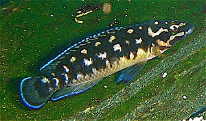 Klicka på bilden för större version

Namn: Transcriptus yng..JPG
Visningar: 266
Storlek: 176,0 KB
ID: 2155237