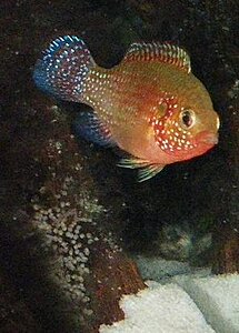 Klicka på bilden för större version

Namn: Hemichromis13.JPG
Visningar: 207
Storlek: 22,5 KB
ID: 2155834