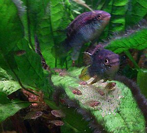 Click image for larger version

Name:	L.curviceps2.jpg
Views:	170
Size:	99.5 KB
ID:	2156528