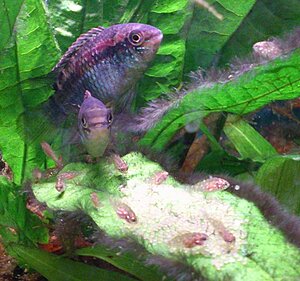 Click image for larger version

Name:	L.curviceps3.jpg
Views:	167
Size:	85.5 KB
ID:	2156529