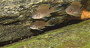 Klicka på bilden för större version

Namn: IMG_0122_2.JPG
Visningar: 287
Storlek: 279,1 KB
ID: 2158556