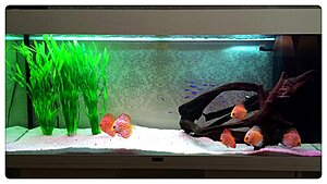 Akvarium.jpg