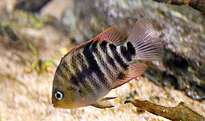 Klicka på bilden för större version

Namn: Sajica.jpg
Visningar: 999
Storlek: 106,3 KB
ID: 2163065