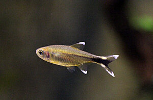 Klicka på bilden för större version

Namn: 009.JPG
Visningar: 251
Storlek: 127,7 KB
ID: 2165107