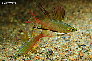 Klicka på bilden för större version

Namn: iriatherina-werneri-werners-regenboogvis.jpg
Visningar: 276
Storlek: 68,0 KB
ID: 2165434