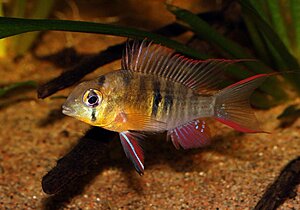 Klicka på bilden för större version

Namn: mikrogeophagus altispinosa.jpg
Visningar: 408
Storlek: 108,1 KB
ID: 2165818