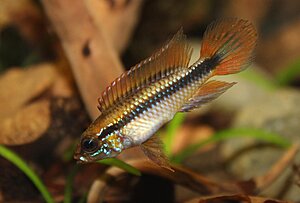Klicka på bilden för större version

Namn: Apistogramma Agassizii, hanne.jpg
Visningar: 215
Storlek: 74,6 KB
ID: 2166768