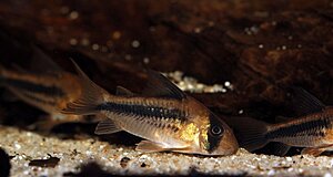 Klicka på bilden för större version

Namn: Corydoras.jpg
Visningar: 273
Storlek: 107,9 KB
ID: 2170951