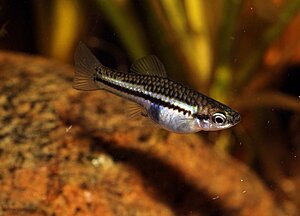 Klicka på bilden för större version

Namn: Pygmesvärdbärare hona.jpg
Visningar: 239
Storlek: 127,5 KB
ID: 2170953