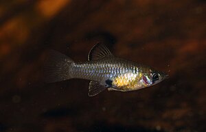 Klicka på bilden för större version

Namn: phallichthys amates 2.jpg
Visningar: 221
Storlek: 79,5 KB
ID: 2171036