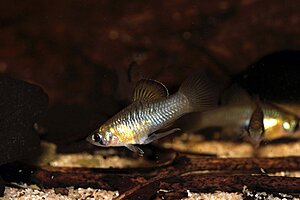 Klicka på bilden för större version

Namn: phallichthys amates 3.jpg
Visningar: 213
Storlek: 117,6 KB
ID: 2171037