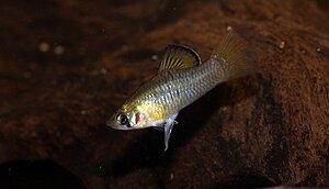 Klicka på bilden för större version

Namn: phallichthys amates 4.jpg
Visningar: 215
Storlek: 96,2 KB
ID: 2171038