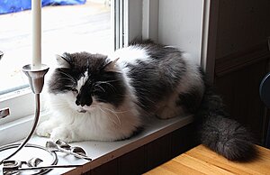IMG_0683 Silver.JPG